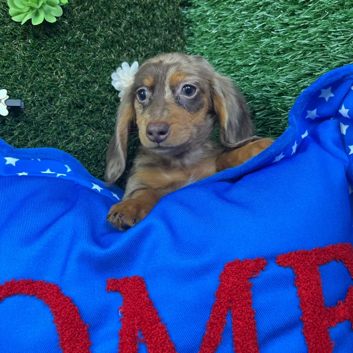 Female Dachshund puppy named Iris for sale at Puppy Dreams - Carrollton.