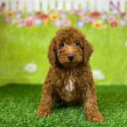 car_main_img_/media/ap_media/pets/QMZFCOEHHVUO137594.webp.250x250_q85.webp