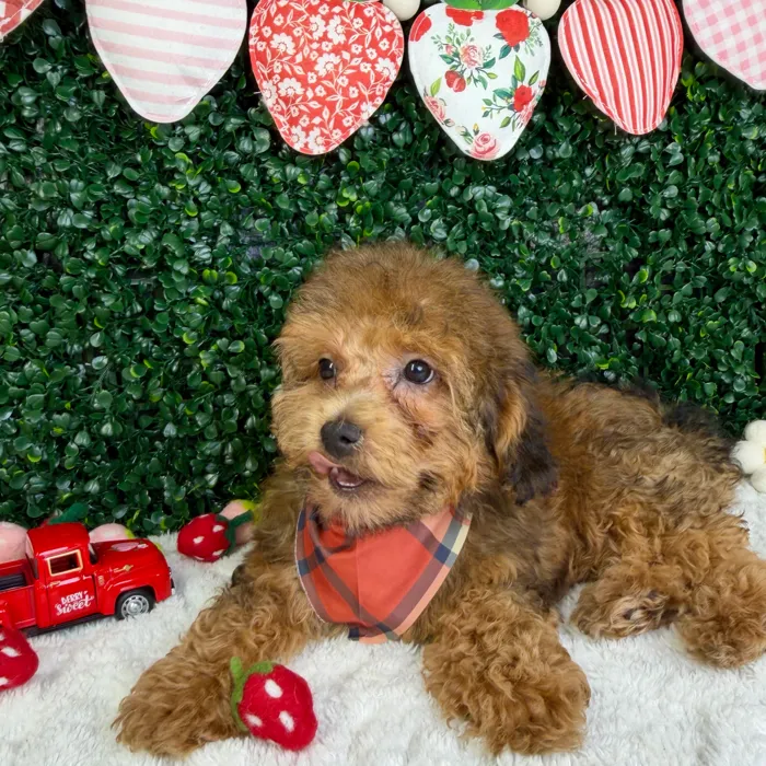 Male Havapoo puppy named Sunny for sale at Puppy Dreams - Garland.