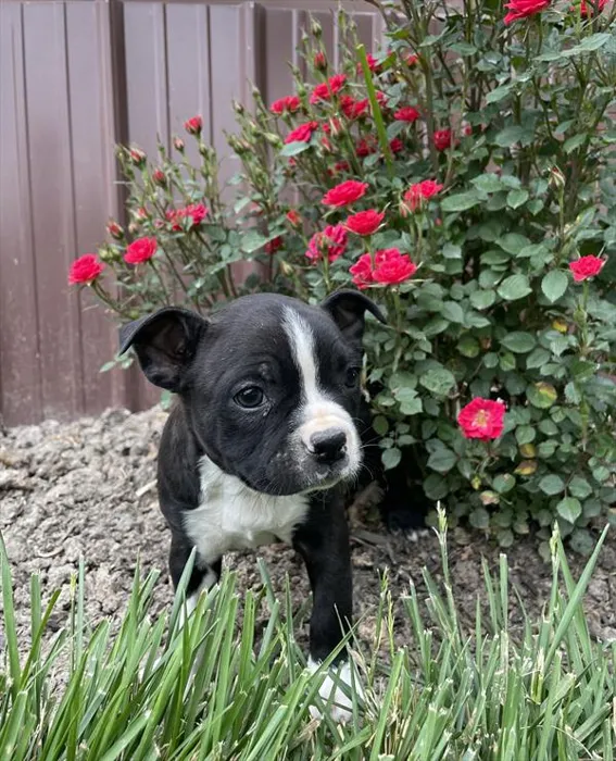 2636233d7ed7dd7-2868-40c0-b0d7-dd7e5e0fb726blkbrindle2.jpg