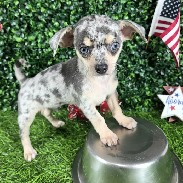 Female Chihuahua puppy named *Churro* for sale at Puppy Dreams - Mansfield.