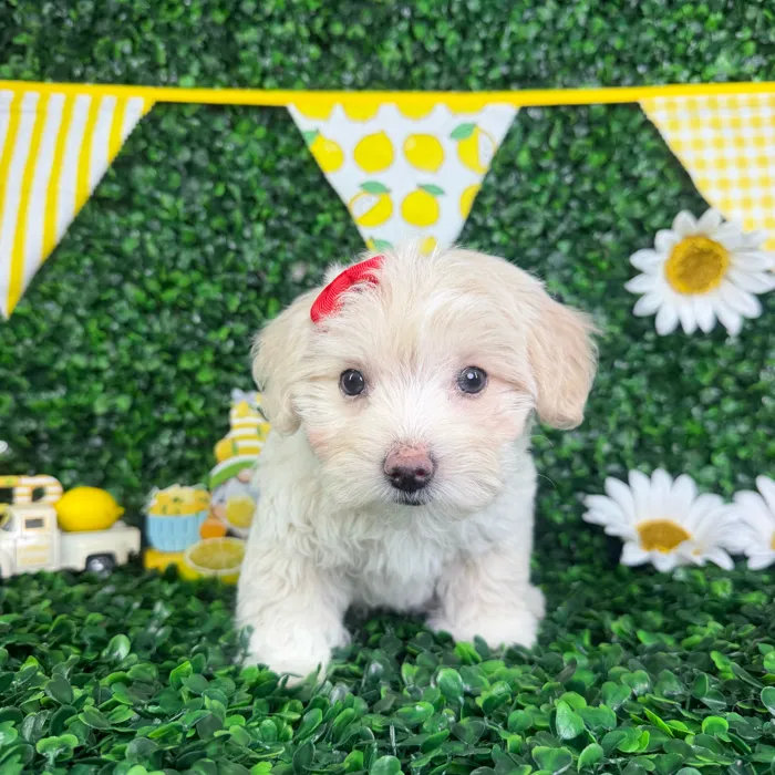 Female Maltipoo puppy named Cindy for sale at Puppy Dreams - North Richland Hills.