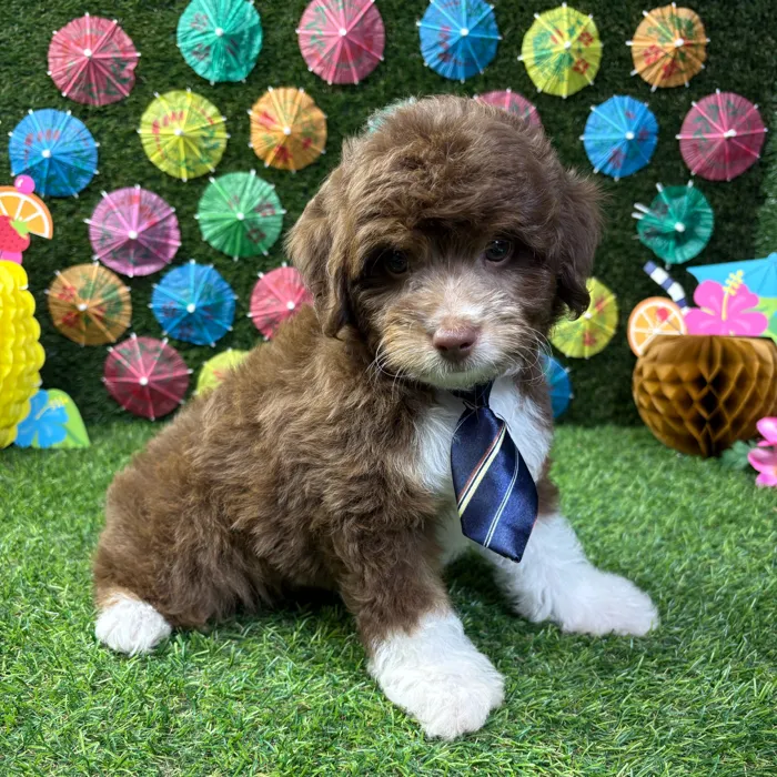 Male Mini Aussie Poo puppy named Charlie for sale at Puppy Dreams - Carrollton.