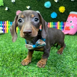 Male Dachshund puppy named Chocco for sale at Puppy Dreams - Carrollton.