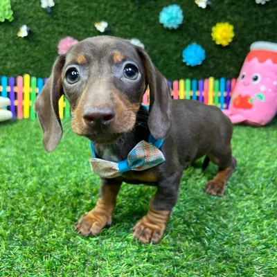 Male Dachshund puppy named Chocco for sale at Puppy Dreams - Carrollton.
