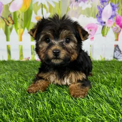 car_main_img_/media/ap_media/pets/QQRARWQJTOUB119378.webp.250x250_q85.webp