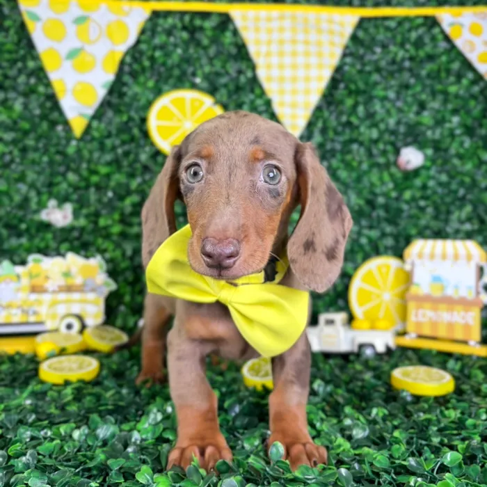 Male Dachshund puppy named Choco for sale at Puppy Dreams - North Richland Hills.