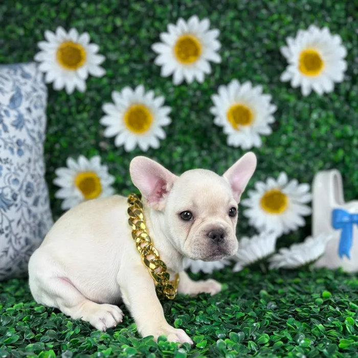 Male French Bulldog puppy named Atlas for sale at Puppy Dreams - North Richland Hills.