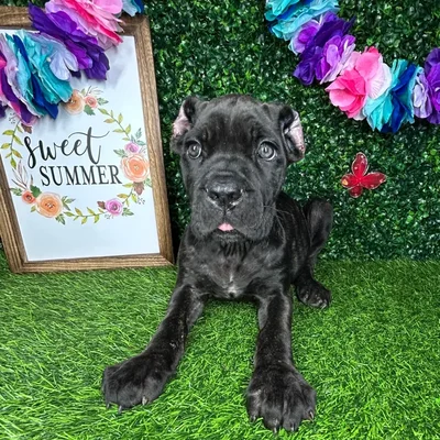Female Cane Corso puppy named *Plano* for sale at Puppy Dreams - Mansfield.
