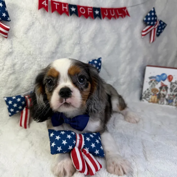 Male Cavalier King Charles Spaniel puppy named Cooper for sale at Puppy Dreams - Garland.