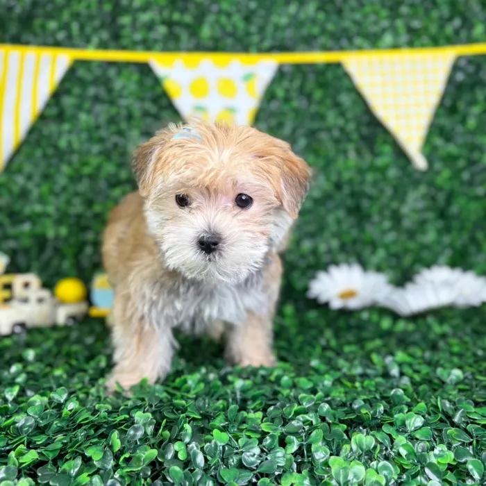 Female Morkie puppy named Katy for sale at Puppy Dreams - North Richland Hills.