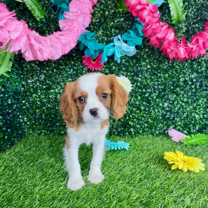 Female Cavalier King Charles Spaniel puppy named Eliza for sale at Puppy Dreams - Denton.