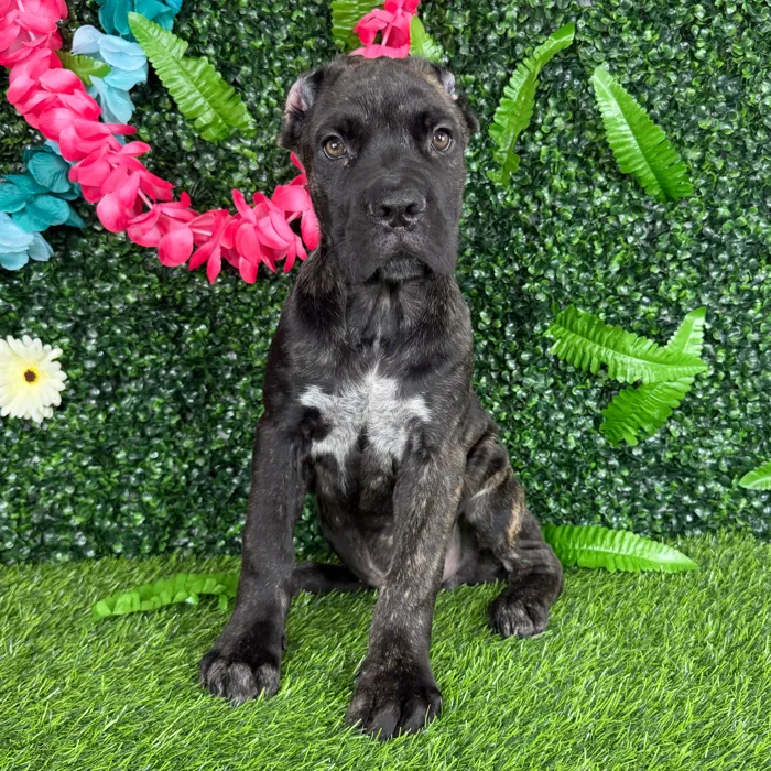 Male Cane Corso puppy named Whopper for sale at Puppy Dreams - Denton.
