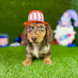 car_main_img_/media/ap_media/pets/QUKAHRTBYPKA128863.webp.250x250_q85.webp