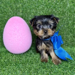 car_main_img_/media/ap_media/pets/QVGQGNVKQBJE120364.webp.250x250_q85.webp