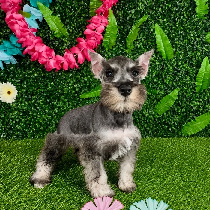 Female Mini Schnauzer puppy named America for sale at Puppy Dreams - Denton.