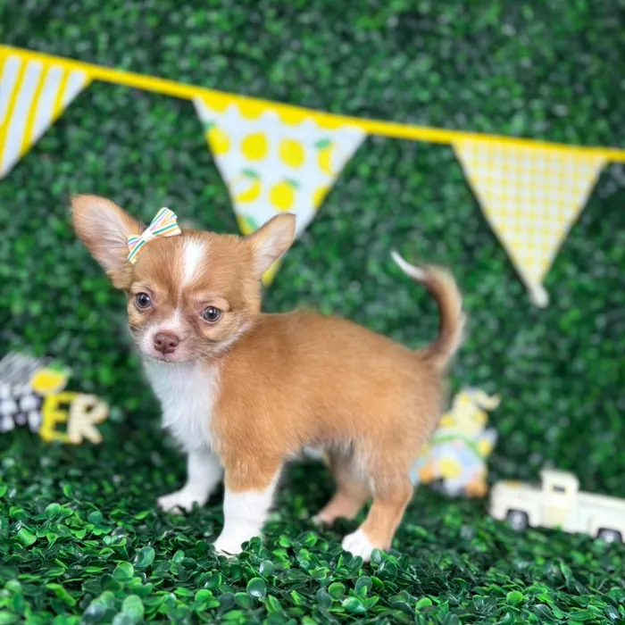 Female Chihuahua puppy named Olive for sale at Puppy Dreams - North Richland Hills.