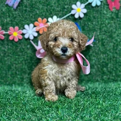 car_main_img_/media/ap_media/pets/QVWSKPNLUGPS125223.webp.250x250_q85.webp