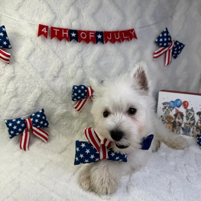 Male West Highland White Terrier puppy named Duke for sale at Puppy Dreams - Garland.