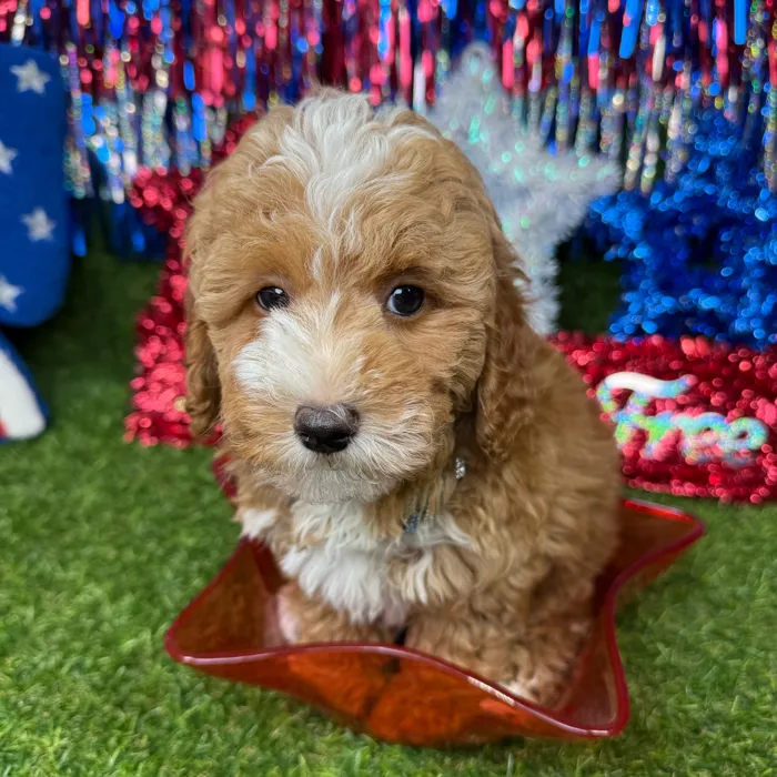 Male Poodle Toy puppy named Bagel for sale at Puppy Dreams - Arlington.