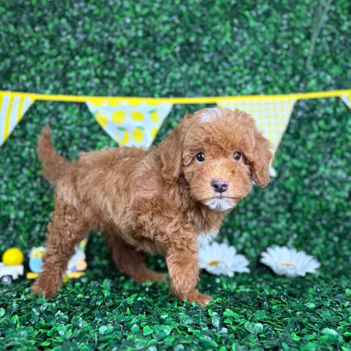 Male Mini Goldendoodle puppy named Milo for sale at Puppy Dreams - North Richland Hills.