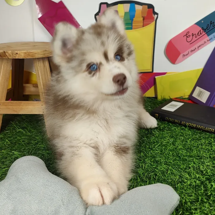 Female Pomsky puppy named Disco for sale at Puppy Dreams - Mansfield.