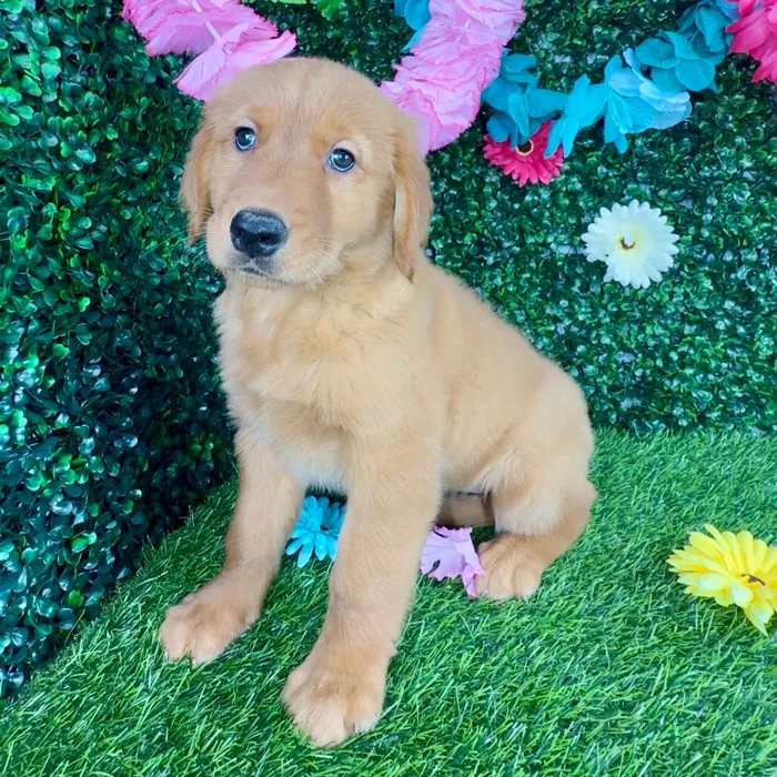 Female Golden Retriever puppy named Debby Ryan for sale at Puppy Dreams - Denton.