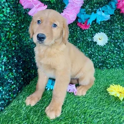 Female Golden Retriever puppy named Debby Ryan for sale at Puppy Dreams - Denton.