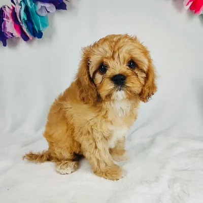 Male Cavapoo puppy named *Kano* for sale at Puppy Dreams - Mansfield.