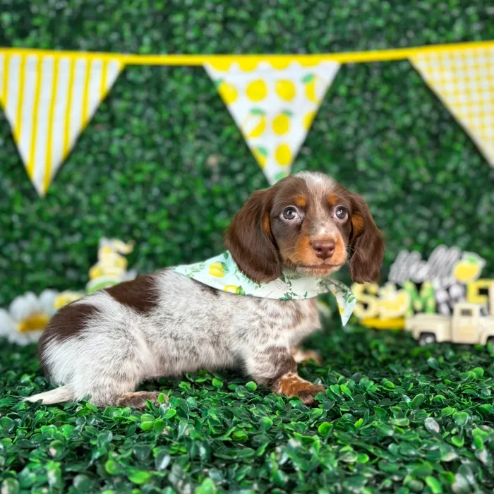 Male Dachshund puppy named Max for sale at Puppy Dreams - North Richland Hills.