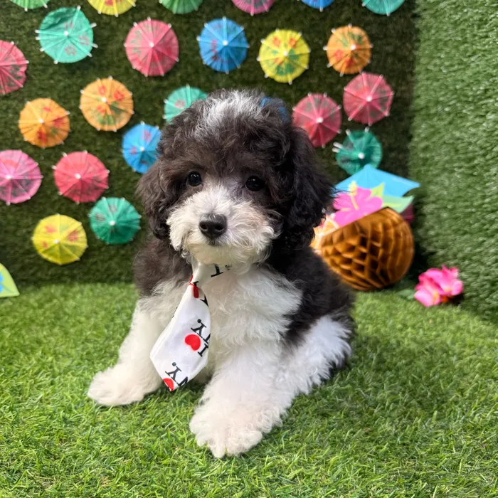 Male Poodle Toy puppy named Teddy for sale at Puppy Dreams - Carrollton.