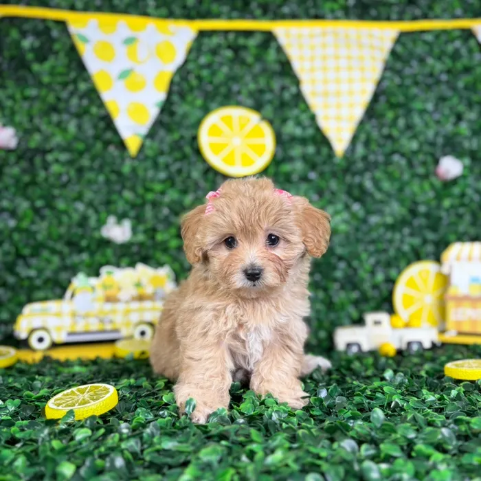Female Maltipoo puppy named Amy for sale at Puppy Dreams - North Richland Hills.