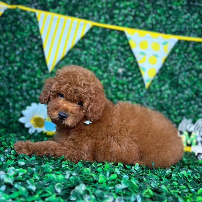 Male Poodle Toy puppy named Teddy for sale at Puppy Dreams - North Richland Hills.