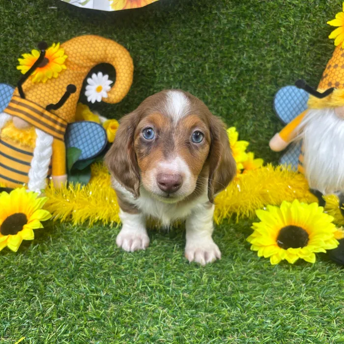 Male Dachshund puppy named Brownie for sale at Puppy Dreams - Arlington.