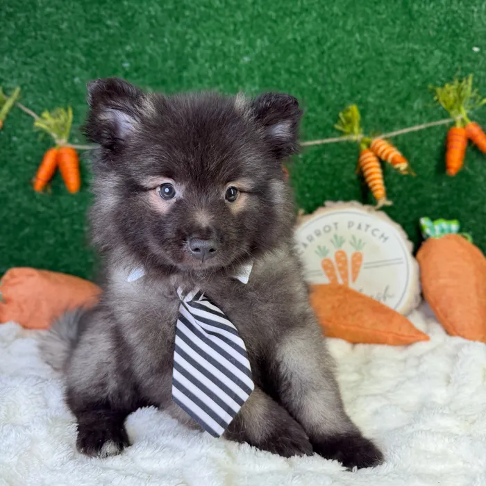 Male Keeshond puppy named Bear for sale at Puppy Dreams - Garland.