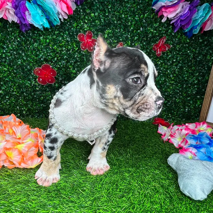 Female American Bully puppy named *Storm* for sale at Puppy Dreams - Mansfield.