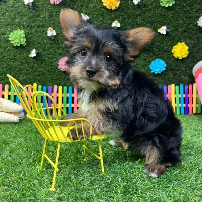 Male Yorkie puppy named Milo for sale at Puppy Dreams - Carrollton.