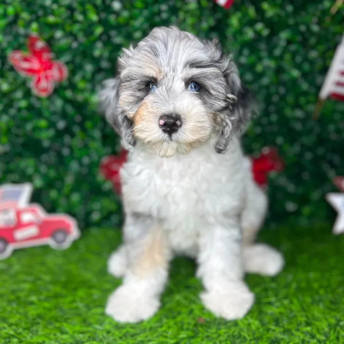 Female Bernedoodle puppy named *Muffin* for sale at Puppy Dreams - Mansfield.