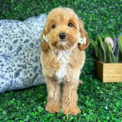 Female Mini Goldendoodle puppy named Rory for sale at Puppy Dreams - North Richland Hills.