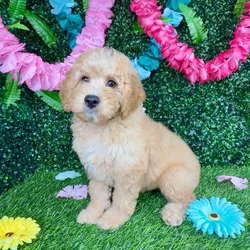 Male Mini Goldendoodle puppy named Michael B for sale at Puppy Dreams - Denton.