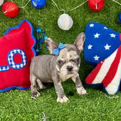 Female French Bulldog puppy named Izzy for sale at Puppy Dreams - Arlington.