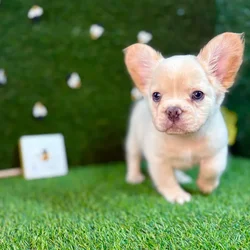 car_main_img_/media/ap_media/pets/REHCODFNDJFL125694.webp.250x250_q85.webp