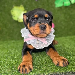 car_main_img_/media/ap_media/pets/REPAJFLBRFYJ135827.webp.250x250_q85.webp