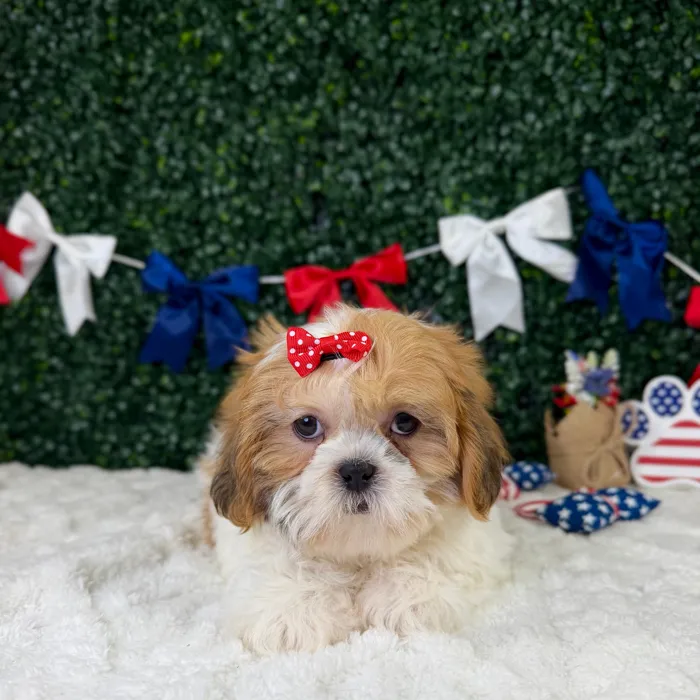 Female Shih Tzu puppy named Ivy for sale at Puppy Dreams - Garland.