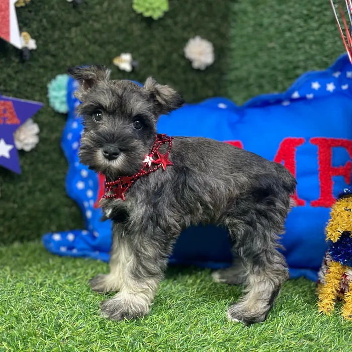 Female Mini Schnauzer puppy named Violet for sale at Puppy Dreams - Carrollton.