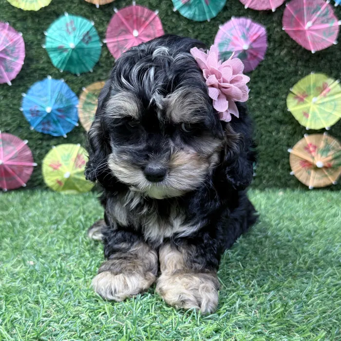 Female Cockapoo puppy named Bonnie for sale at Puppy Dreams - Carrollton.