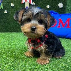 Male Yorkie puppy named Tommy for sale at Puppy Dreams - Carrollton.
