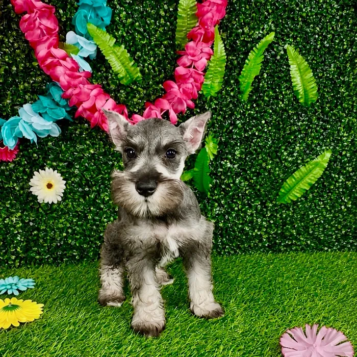 Female Mini Schnauzer puppy named America for sale at Puppy Dreams - Denton.