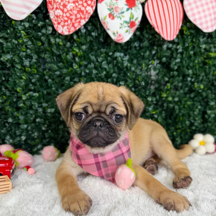 Female Pug puppy named Rosie for sale at Puppy Dreams - Garland.