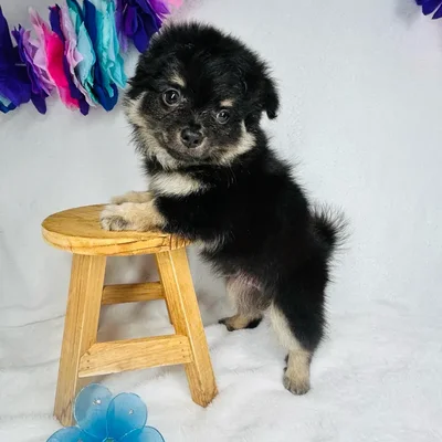 Male Pomchi puppy named *Shang Tsung* for sale at Puppy Dreams - Mansfield.